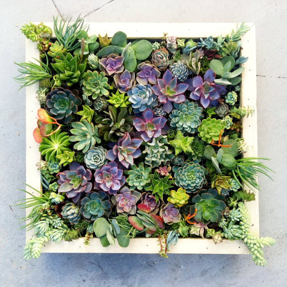 Create a Vertical Living Wall with Mint Studio | There San Diego