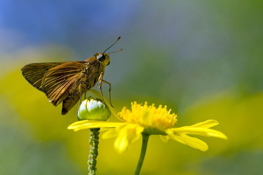 Nature Collective July events
