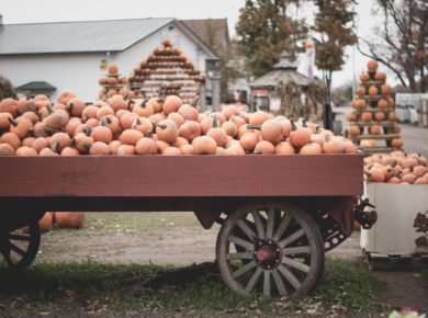 Fall Vibes! Your Guide To The Best Pumpkin Patches In and Around San Diego!