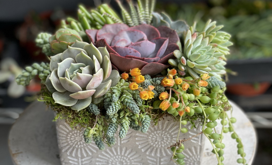 Spring Succulent Arrangement workshop at San Diego Botanic Garden