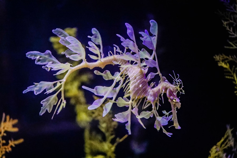 Seadragon Exhibition Now Open At Birch Aquarium!