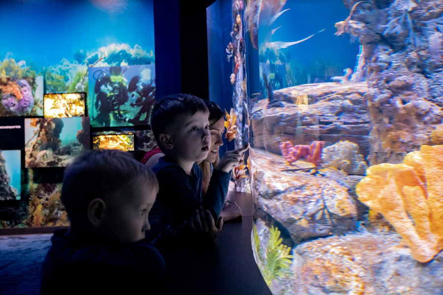 Seadragon Exhibition Now Open At Birch Aquarium!