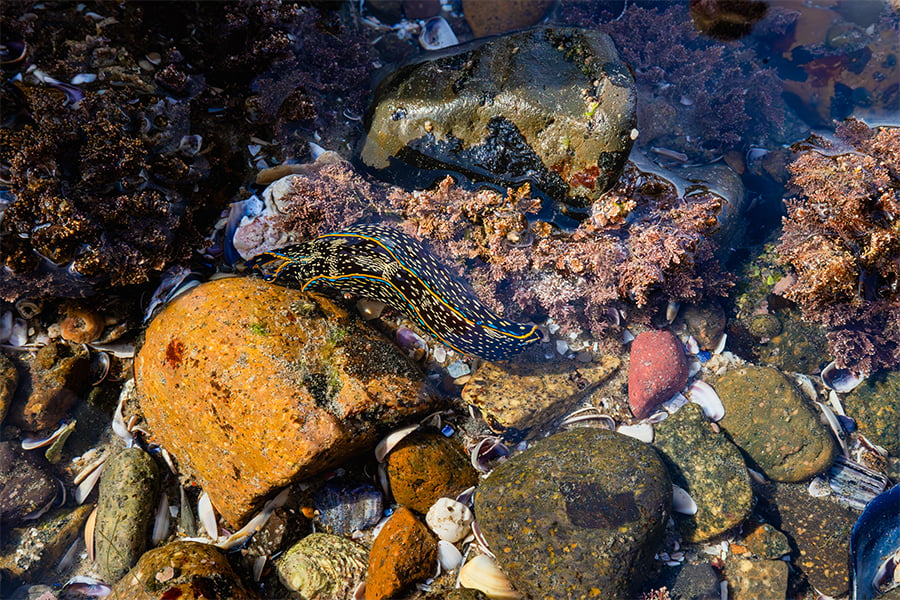 Tidepooling Adventures