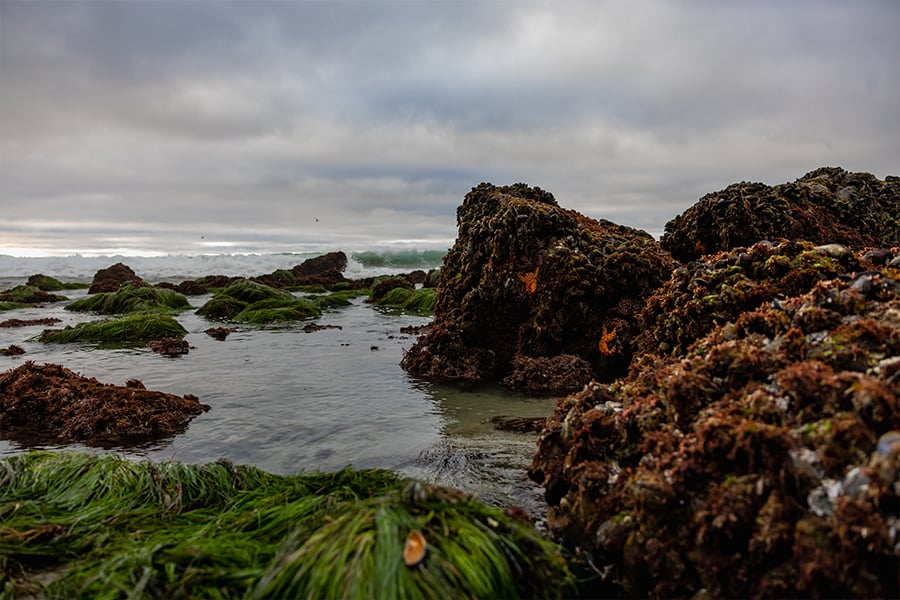 Birch Aquarium Tidepooling Adventures