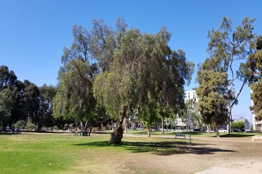 Walking Tour: The 10 Most Important Trees In Balboa Park, Part 1
