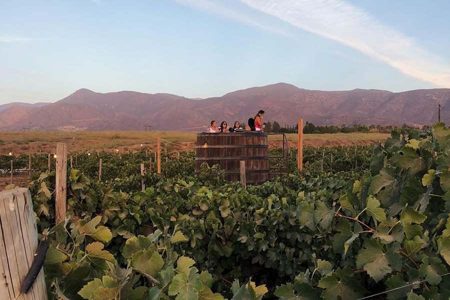 Valle de Guadalupe Wine + Food Daycation