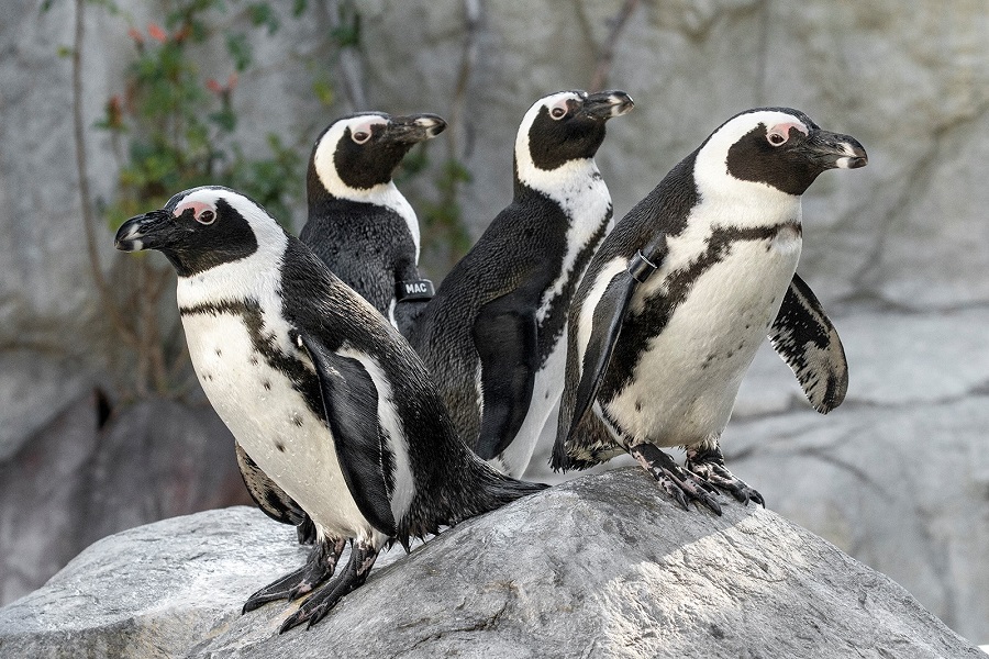 four penguins